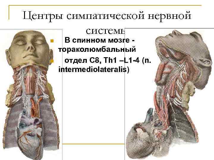 Центры симпатической нервной системы n n В спинном мозге тораколюмбальный отдел C 8, Th