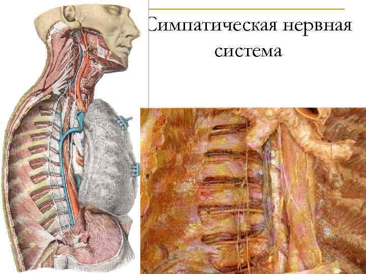 Симпатическая нервная система 