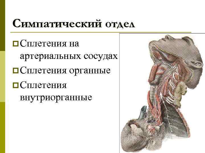 Симпатический отдел p Сплетения на артериальных сосудах p Сплетения органные p Сплетения внутриорганные 