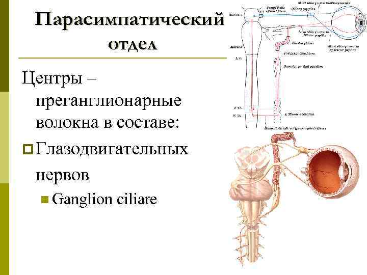 Рассмотрите рисунки 1 3 на которых изображен глаз человека какой отдел