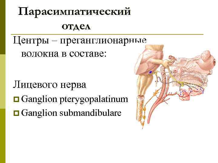 Парасимпатический отдел Центры – преганглионарные волокна в составе: Лицевого нерва p Ganglion pterygopalatinum p
