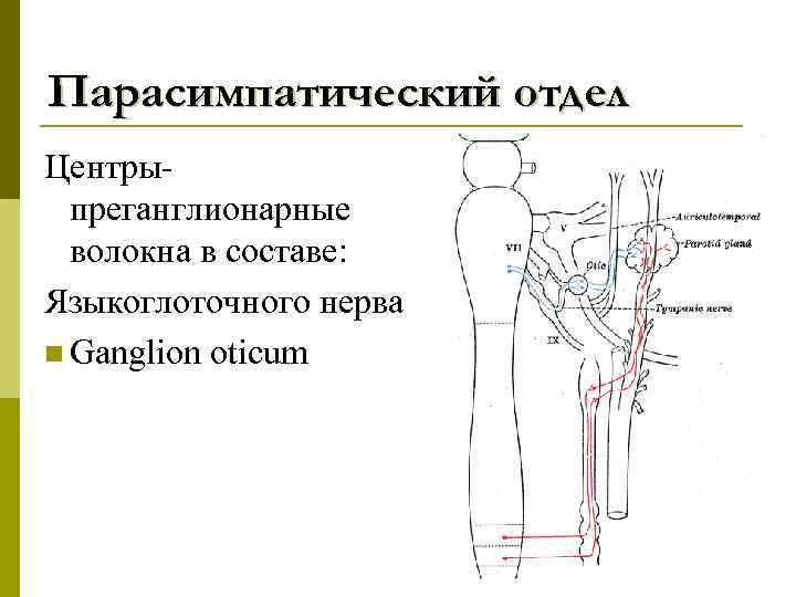 Парасимпатический отдел Центрыпреганглионарные волокна в составе: Языкоглоточного нерва n Ganglion oticum 