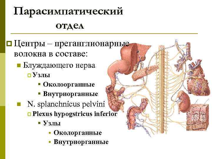 Парасимпатический отдел p Центры – преганглионарные волокна в составе: n Блуждающего нерва p Узлы