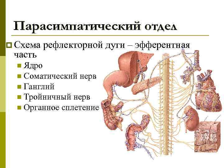 Парасимпатический отдел p Схема часть рефлекторной дуги – эфферентная Ядро n Соматический нерв n