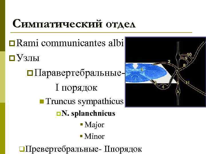 Симпатический отдел p Rami communicantes albi p Узлы p Паравертебральные- I порядок n Truncus