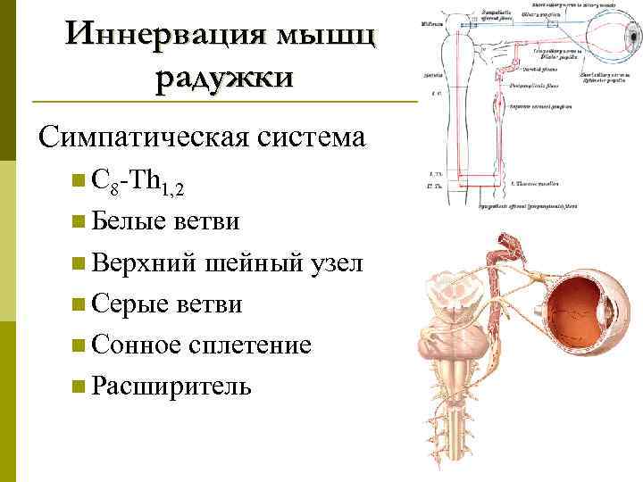 Иннервация мышц радужки Симпатическая система n С 8 -Th 1, 2 n Белые ветви