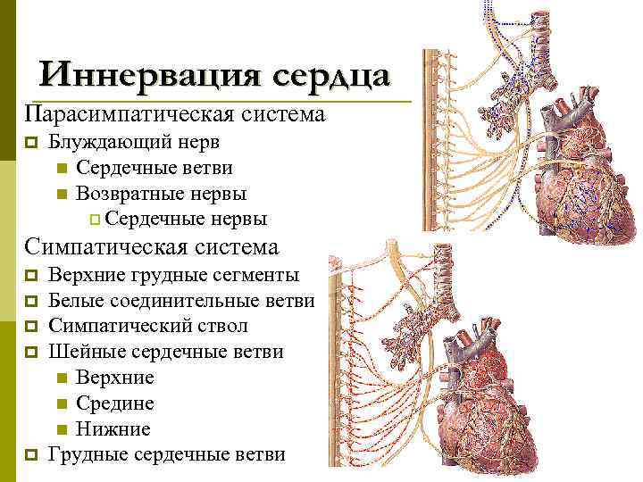 Иннервация сердца Парасимпатическая система p Блуждающий нерв n Сердечные ветви n Возвратные нервы p