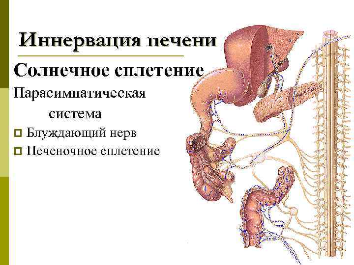 Иннервация печени Солнечное сплетение Парасимпатическая система Блуждающий нерв p Печеночное сплетение p 