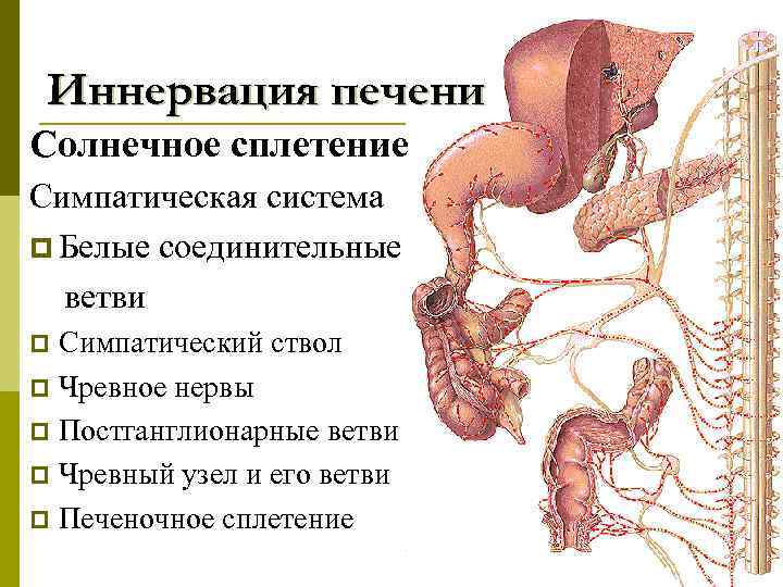 Иннервация печени Солнечное сплетение Симпатическая система p Белые соединительные ветви Симпатический ствол p Чревное