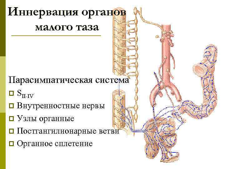 Иннервация органов малого таза Парасимпатическая система SII-IV p Внутренностные нервы p Узлы органные p