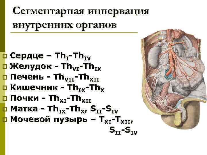 Сегментарная иннервация внутренних органов Сердце – Th. I-Th. IV p Желудок - Th. VI-Th.