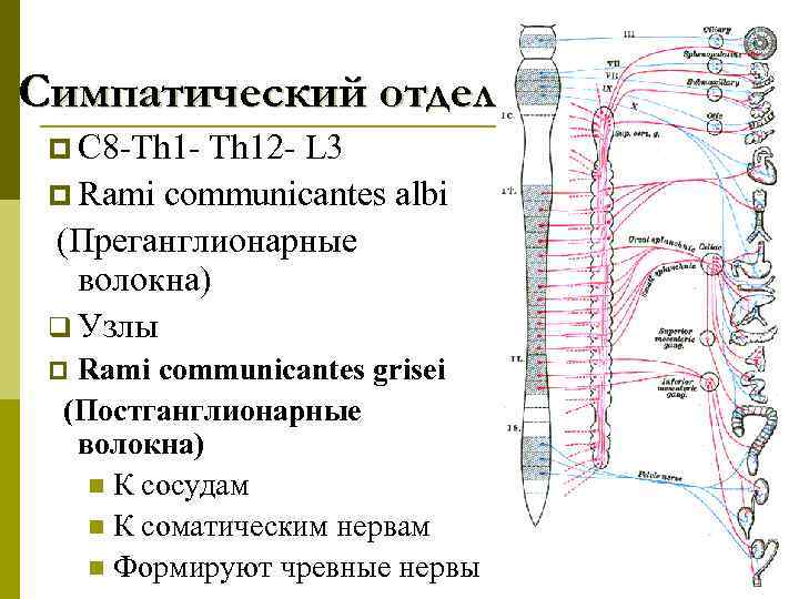 Периферический отдел симпатической. Симпатический отдел. Отделы симпатического ствола. Постганглионарные симпатические волокна. Строение симпатического ствола.