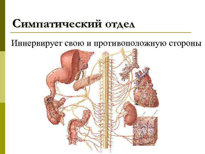 Симпатический отдел Иннервирует свою и противоположную стороны 