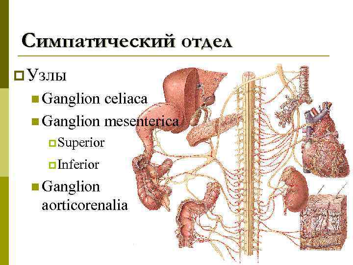 Ganglion перевод с латинского