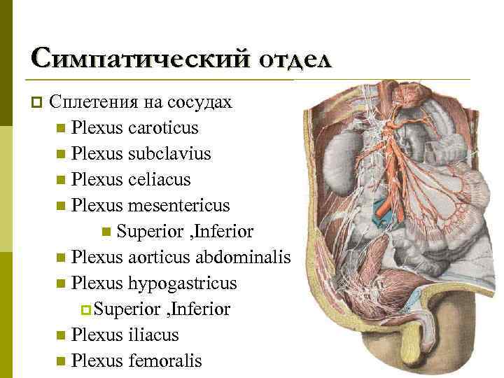 Симпатический отдел p Сплетения на сосудах n Plexus caroticus n Plexus subclavius n Plexus