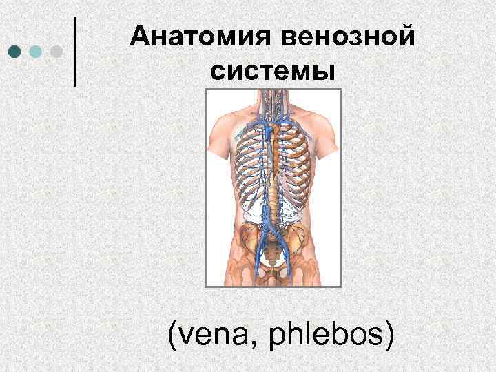 Анатомия венозной системы (vena, phlebos) 