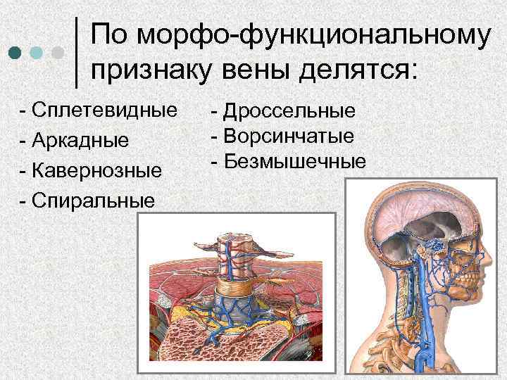 По морфо-функциональному признаку вены делятся: - Сплетевидные - Аркадные - Кавернозные - Спиральные -