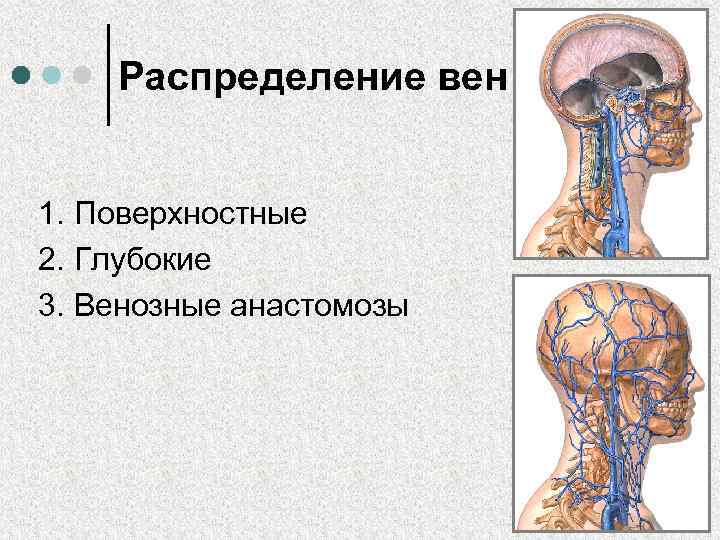 Распределение вен 1. Поверхностные 2. Глубокие 3. Венозные анастомозы 