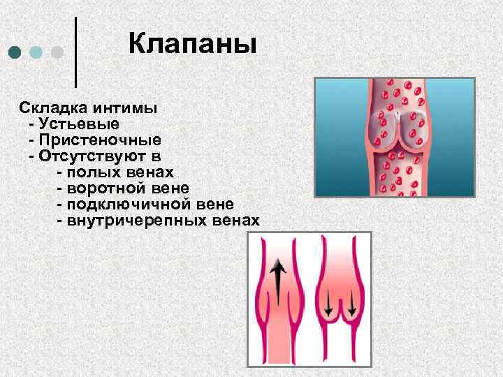 Клапаны Складка интимы - Устьевые - Пристеночные - Отсутствуют в - полых венах -