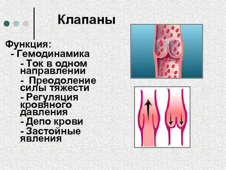 Клапаны Функция: - Гемодинамика - Ток в одном направлении - Преодоление силы тяжести -