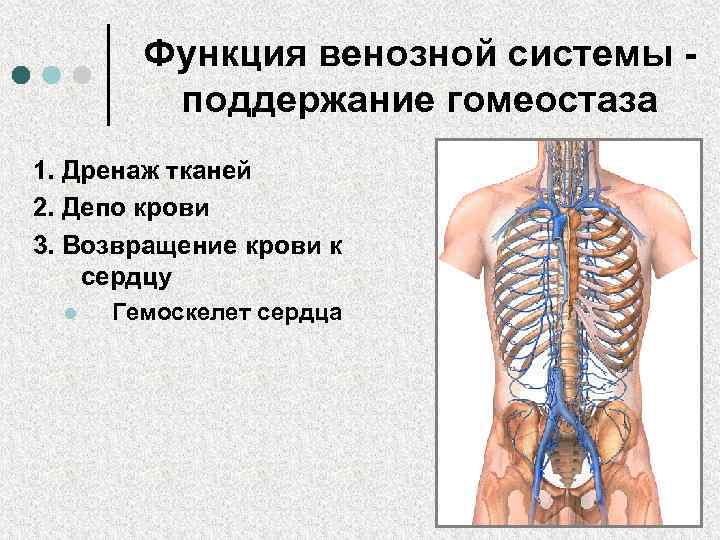 Венозная система человека фото