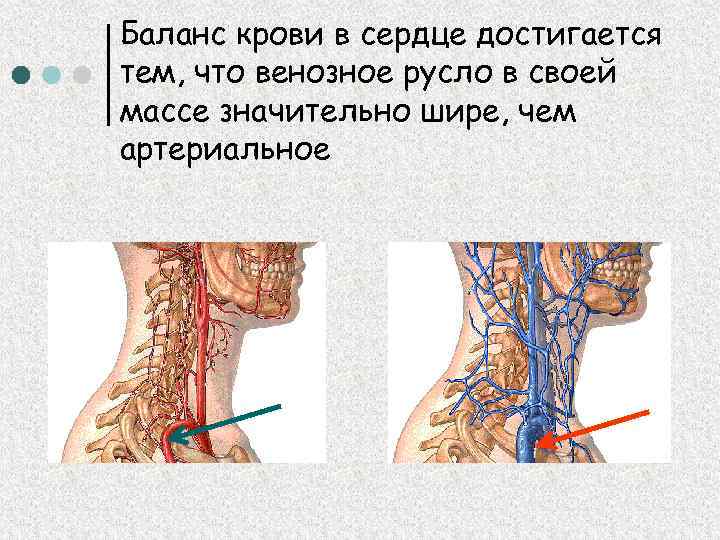 Баланс крови в сердце достигается тем, что венозное русло в своей массе значительно шире,