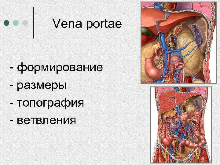 Vena portae - формирование - размеры - топография - ветвления 