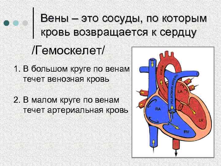 Вены это. Венозный сосуд который к сердцу кровь. Сосуды по которым течет венозная кровь. По каким сосудам течет венозная кровь в сердце. По каким сосудам течет артериальная кровь.