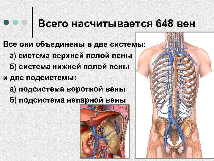 Венозная система человека фото