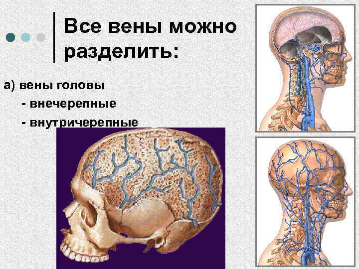 Все вены можно разделить: а) вены головы - внечерепные - внутричерепные 