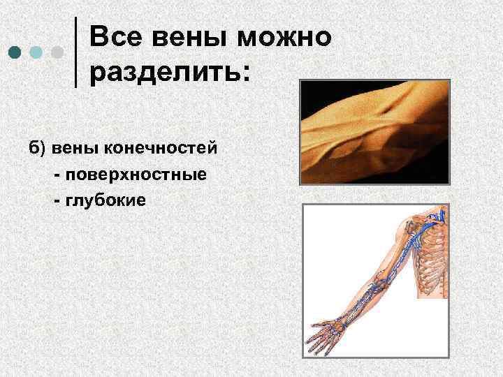 Все вены можно разделить: б) вены конечностей - поверхностные - глубокие 