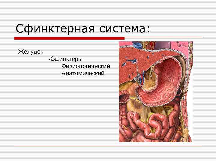 Сфинктерная система: Желудок -Сфинктеры Физиологический Анатомический 