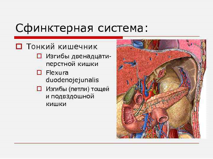 Сфинктерная система: o Тонкий кишечник o Изгибы двенадцатиперстной кишки o Flexura duodenojejunalis o Изгибы