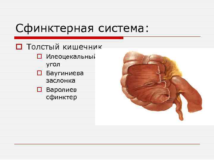 Сфинктерная система: o Толстый кишечник o Илеоцекальный угол o Баугиниева заслонка o Варолиев сфинктер