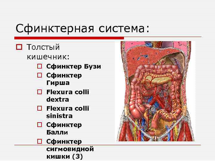 Сфинктерная система: o Толстый кишечник: o Сфинктер Бузи o Сфинктер Гирша o Flexura colli