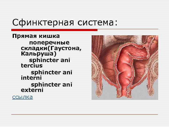 Стенки прямой кишки. Поперечные складки прямой кишки. Пищеварительная система прямая кишка. Сигмо ректальный сфинктер.