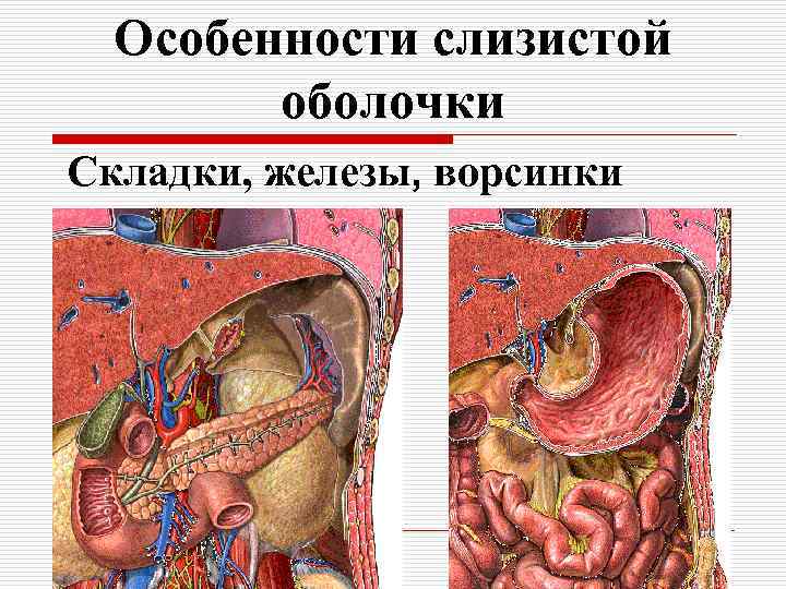 Особенности слизистой оболочки Складки, железы, ворсинки 