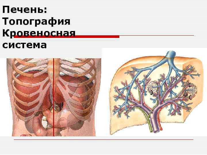 Печень: Топография Кровеносная система 
