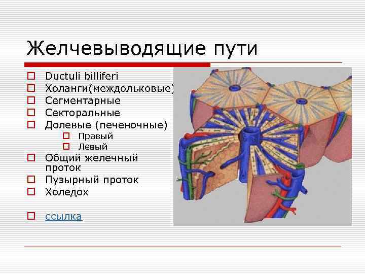 Желчевыводящие пути o o o Ductuli billiferi Холанги(междольковые) Сегментарные Секторальные Долевые (печеночные) o Правый