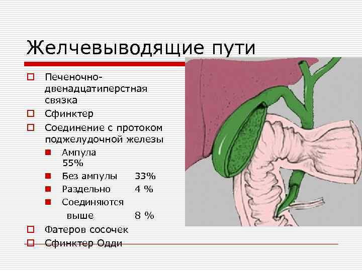 Желчевыводящие пути o o o Печеночнодвенадцатиперстная связка Сфинктер Соединение с протоком поджелудочной железы n