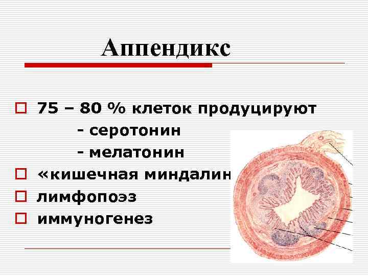 Аппендикс o 75 – 80 % клеток продуцируют - серотонин - мелатонин o «кишечная