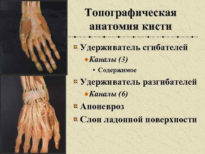 Топографическая анатомия кисти Удерживатель сгибателей Каналы (3) • Содержимое Удерживатель разгибателей Каналы (6) Апоневроз