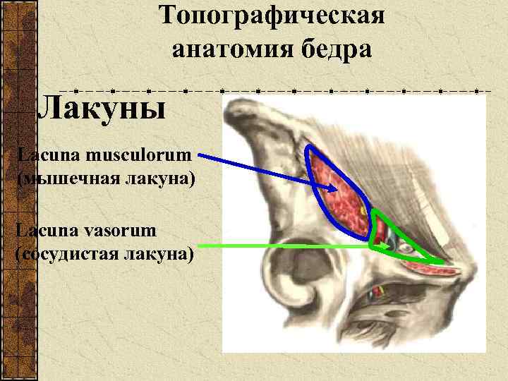 Мышечная и сосудистая лакуны схема