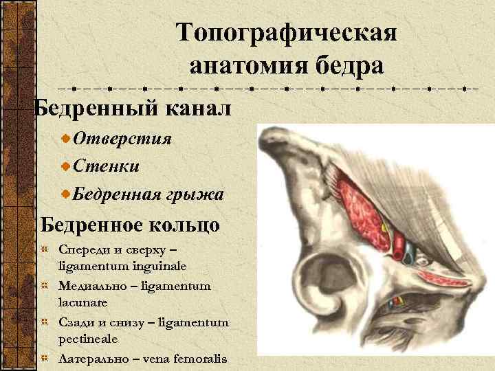 Бедренные грыжи топографическая анатомия презентация