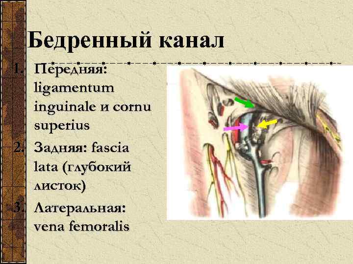 Бедренная щель. Наружное и внутреннее отверстие бедренного канала. Бедренный канал. Бедренный канал топографическая анатомия. Топография бедренного канала.