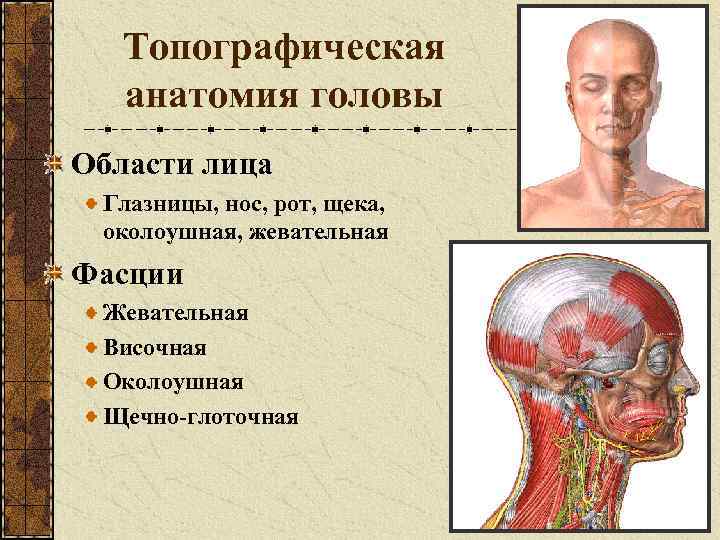 Топографическая анатомия головы Области лица Глазницы, нос, рот, щека, околоушная, жевательная Фасции Жевательная Височная