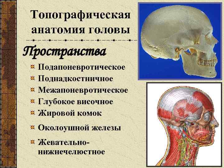 Топографическая анатомия головы Пространства Подапоневротическое Поднадкостничное Межапоневротическое Глубокое височное Жировой комок Околоушной железы Жевательнонижнечелюстное