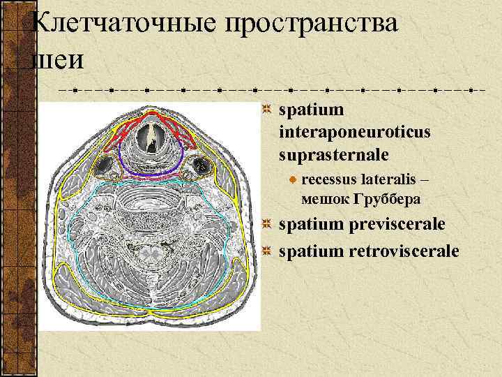 Клетчаточные пространства шеи spatium interaponeuroticus suprasternale recessus lateralis – мешок Груббера spatium previscerale spatium