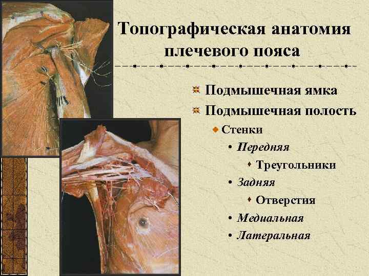 Топографическая анатомия плечевого пояса Подмышечная ямка Подмышечная полость Стенки • Передняя s Треугольники •