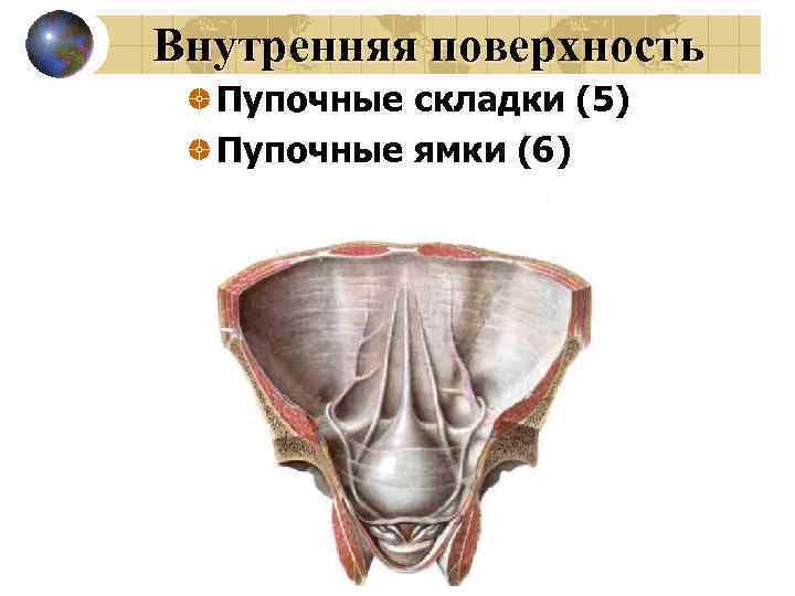 Внутренняя поверхность Пупочные складки (5) Пупочные ямки (6) 